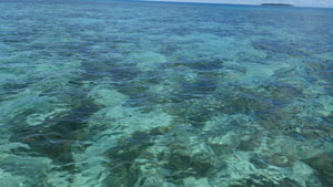 トンガ王国に自生する天然モズク